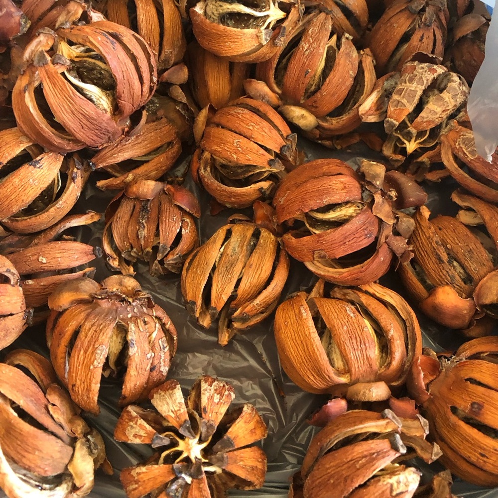20 Decorative Natural Brown Pods 2”